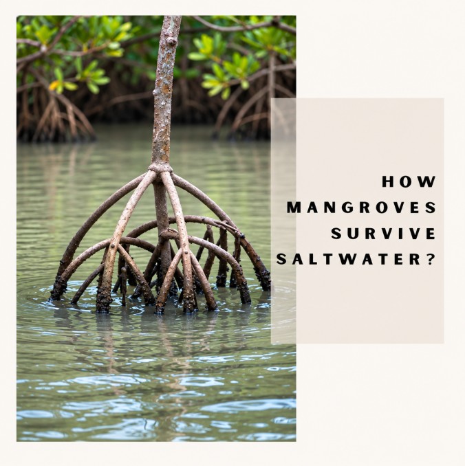 How Do Mangroves Survive in Saltwater?