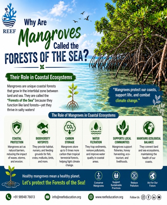 Mangroves: Nature's Coastal Guardians