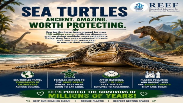 Sea Turtles - Sea Turtle Conservation