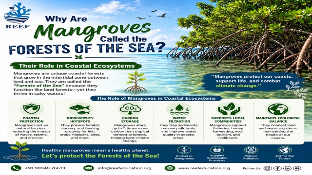 Nature's Coastal Guardians - Mangrove Conservation