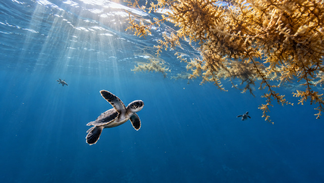 Sea turtle hatchlings entering the ocean